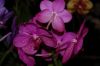 Hochzeit-Heirat-Orchideen-HH-120331-DSC_0036.JPG