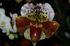 Hochzeit-Heirat-Orchideen-HH-120331-DSC_0039.JPG