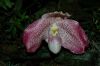 Hochzeit-Heirat-Orchideen-HH-120331-DSC_0059.JPG