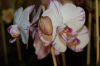 Hochzeit-Heirat-Orchideen-HH-120331-DSC_0178.JPG