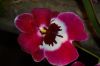 Hochzeit-Heirat-Orchideen-HH-120331-DSC_0278.JPG