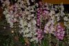 Hochzeit-Heirat-Orchideen-HH-120331-DSC_0428.JPG