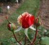 Hochzeit-Heirat-Rosen-HH-120901-DSC_0413.JPG