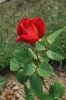 Hochzeit-Heirat-Rosen-HH-120901-DSC_0482.JPG